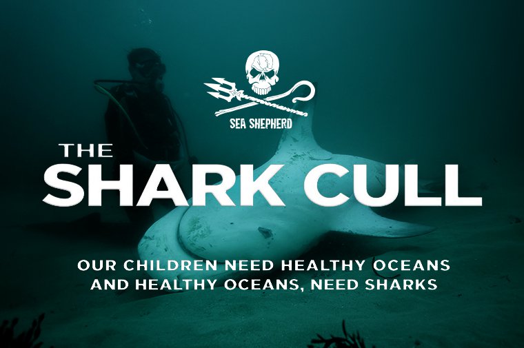 https://static.seashepherdglobal.org/media/filer_public_thumbnails/filer_public/67/5c/675c8df7-5e61-41db-ab20-fc582437f185/7_shark_cull_760_x_505.jpg__760x505_q85_crop_subsampling-2.jpg