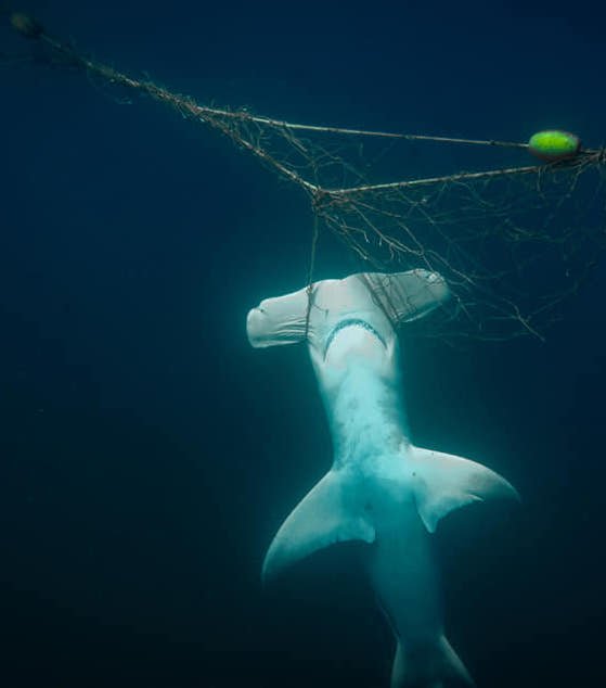 Tattered shark nets full of giant holes are not protecting NSW