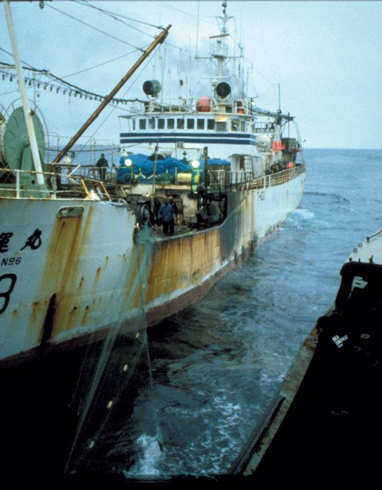 COVID-19 forces Sea Shepherd to suspend patrols to protect last vaquitas